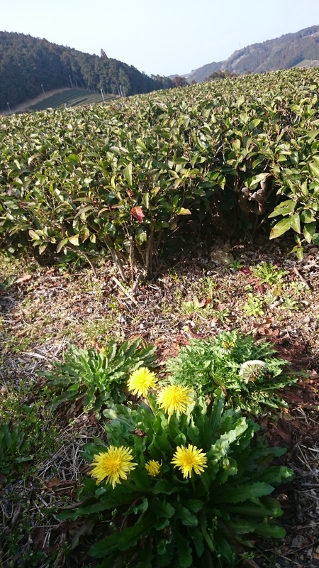 草取りやならしをしました。 草取りやならしをしました。
