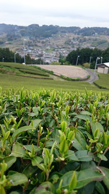 お茶の芽も伸びてきました。 お茶の芽も伸びてきました。