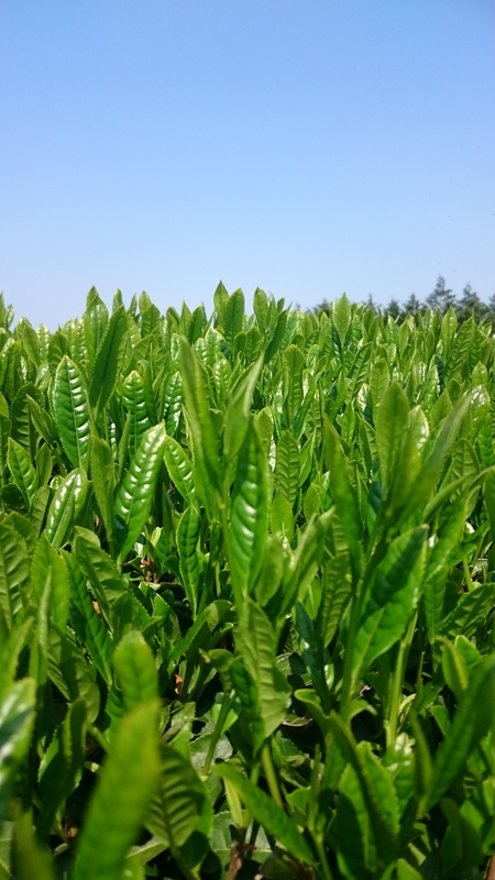 お茶の新芽を販売してます♪ お茶の新芽を販売してます♪