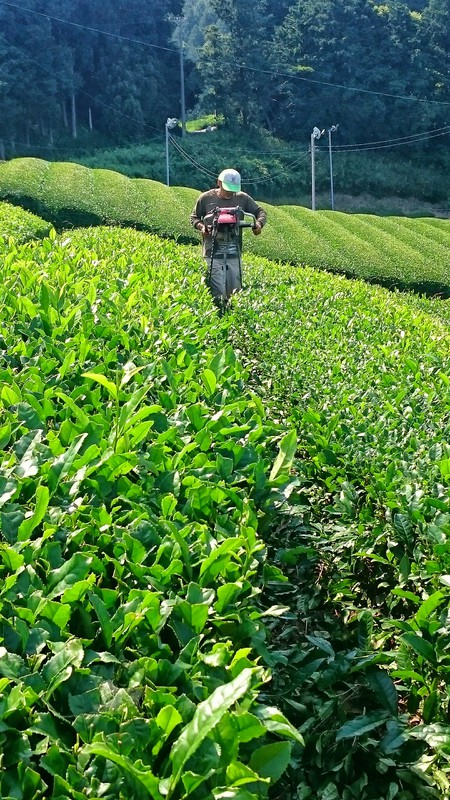 台切りしました 台切りしました