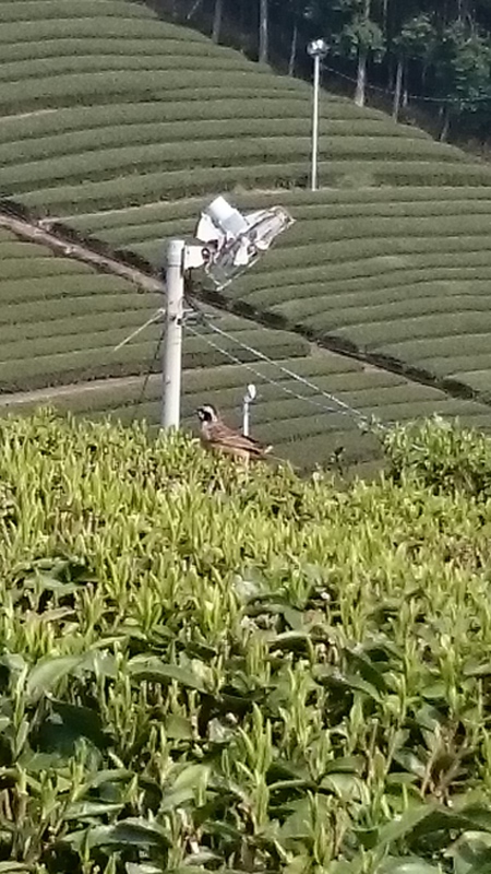 草刈りをしています。 草刈りをしています。