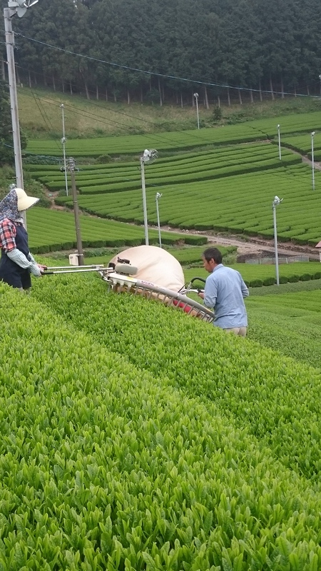 お茶刈りをしました。 お茶刈りをしました。