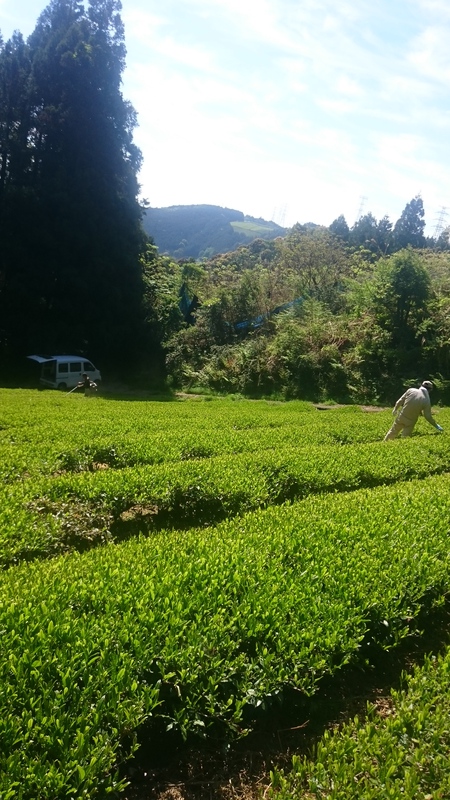 大代の畑で草刈り&草取りしてます。 大代の畑で草刈り&草取りしてます。