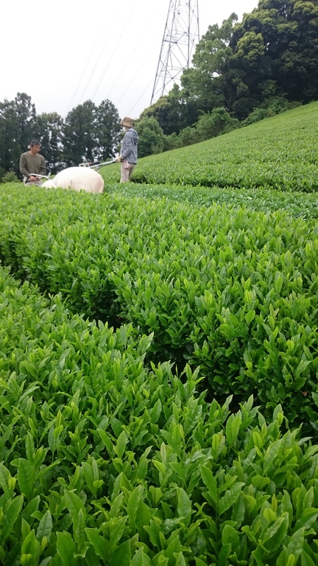 お茶刈りして揉みました。 お茶刈りして揉みました。