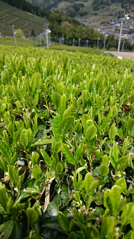 太陽食品さんのお茶の芽摘みツアー 太陽食品さんのお茶の芽摘みツアー