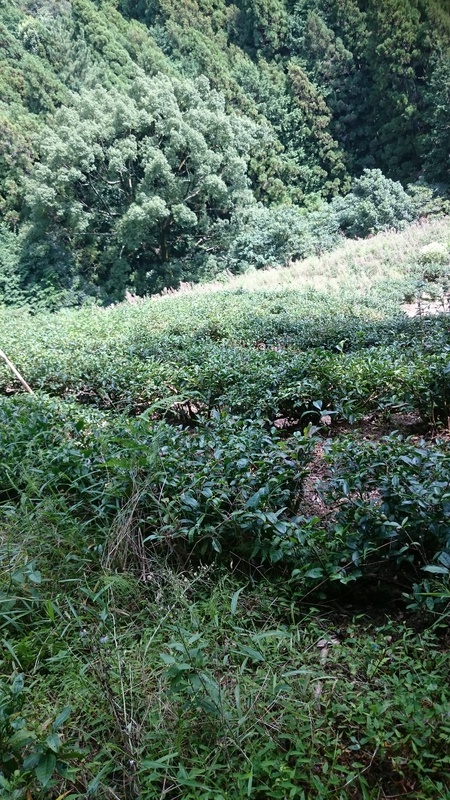 大代(おおじろ)にある実生の畑の草取りをしています。 大代(おおじろ)にある実生の畑の草取りをしています。