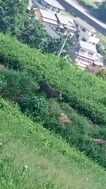 草取りやならしをしました。 草取りやならしをしました。