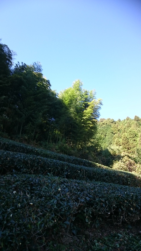 大代(おおじろ)の畑でならしや草取りをしました。 大代(おおじろ)の畑でならしや草取りをしました。