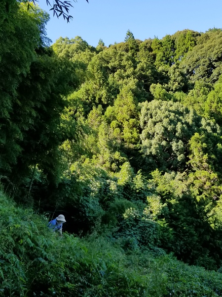 草取りをしました。 草取りをしました。