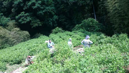 一番茶最後のお茶刈りをしました。 一番茶最後のお茶刈りをしました。