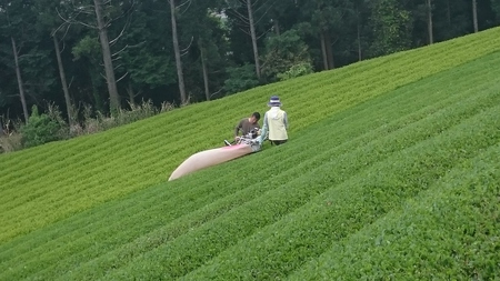本日もお茶刈りしました。 本日もお茶刈りしました。