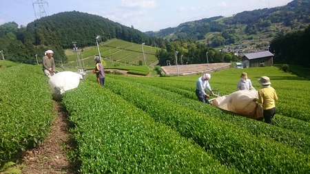 八十八夜のお茶刈り&荒茶に加工。 八十八夜のお茶刈り&荒茶に加工。
