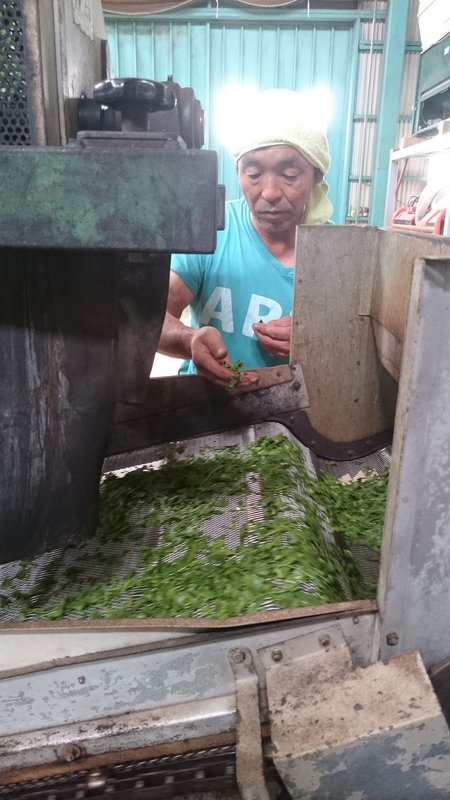 お茶を揉んでいます。 お茶を揉んでいます。