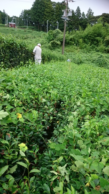 草取りや草刈りをしました。 草取りや草刈りをしました。