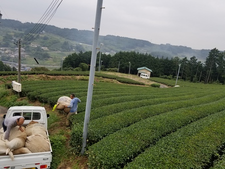 秋番茶のお茶刈りをしました。 秋番茶のお茶刈りをしました。
