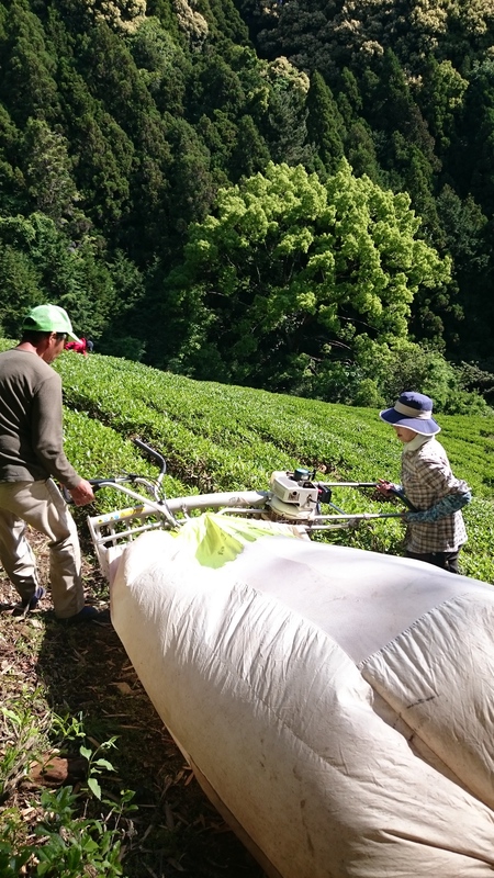 実生のお茶刈りと仕上げ加工をしました。 実生のお茶刈りと仕上げ加工をしました。
