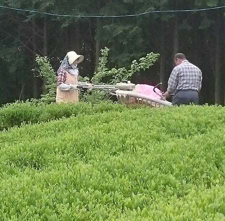 お茶刈りをしました。 お茶刈りをしました。