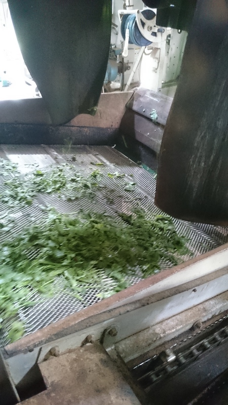 お茶を揉んでいます。 お茶を揉んでいます。