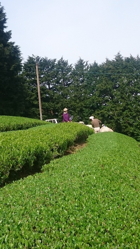 お茶刈りをしました。 お茶刈りをしました。