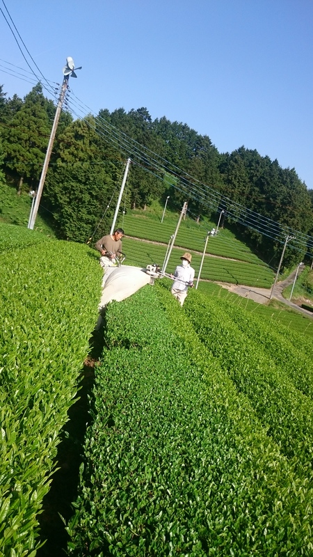 お茶刈り&揉んで仕上げまでしました。 お茶刈り&揉んで仕上げまでしました。