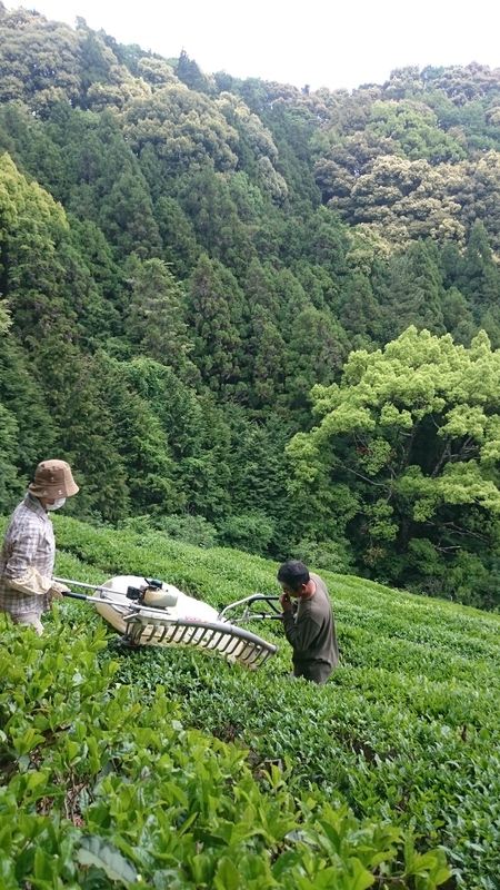 実生のお茶を収穫して揉んで仕上げまでします。 実生のお茶を収穫して揉んで仕上げまでします。