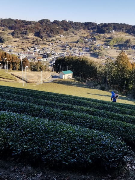 ごみ拾いしました。 ごみ拾いしました。