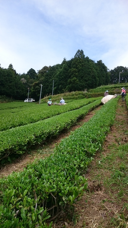 お茶刈りをしました。 お茶刈りをしました。