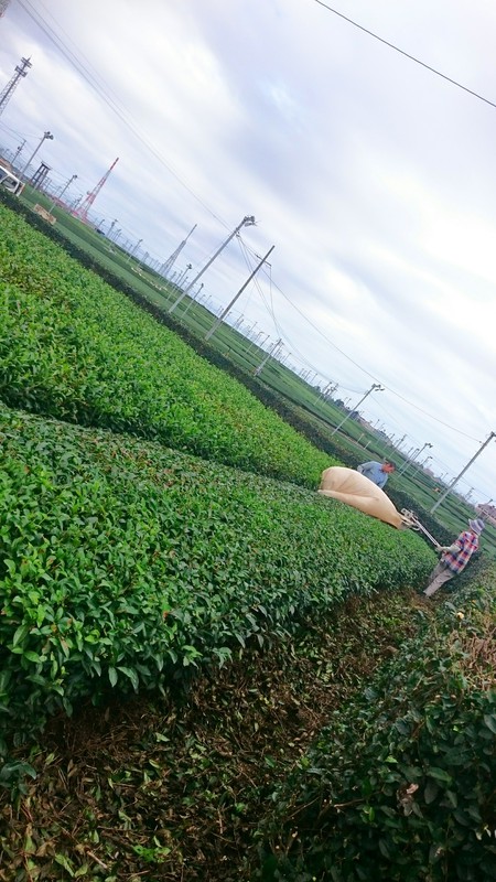 秋番茶を収穫しました。 秋番茶を収穫しました。
