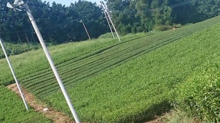 ならしや草取りをしました。 ならしや草取りをしました。