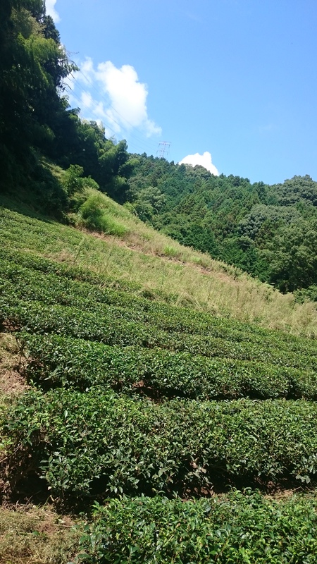 大代の畑にて草取り中です。 大代の畑にて草取り中です。