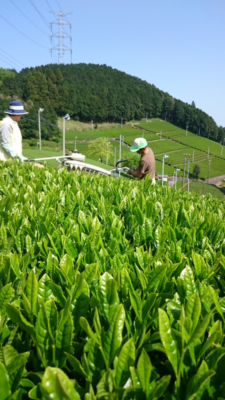 お茶刈りをしました。 お茶刈りをしました。
