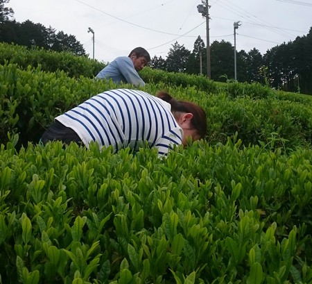 お茶刈りをしました。 お茶刈りをしました。