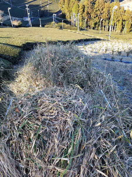 草刈りをしました。 草刈りをしました。