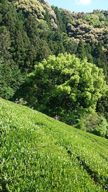 実生の畑で草取りや草刈りをしました。 実生の畑で草取りや草刈りをしました。