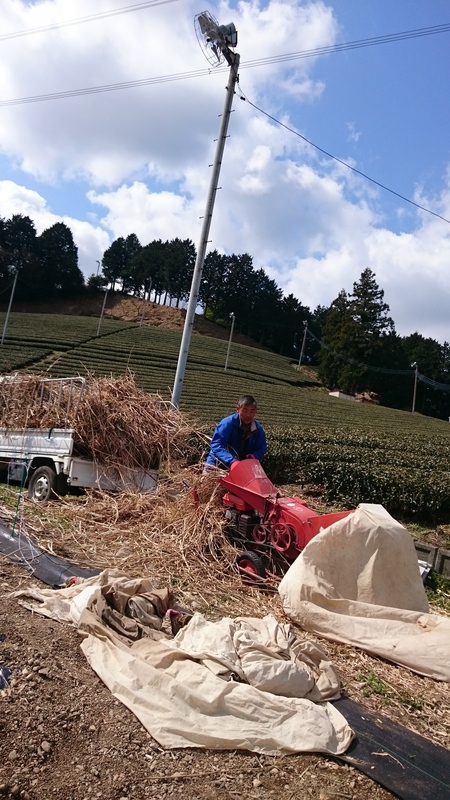 世界遺産の茶草場農法をしてます。 世界遺産の茶草場農法をしてます。