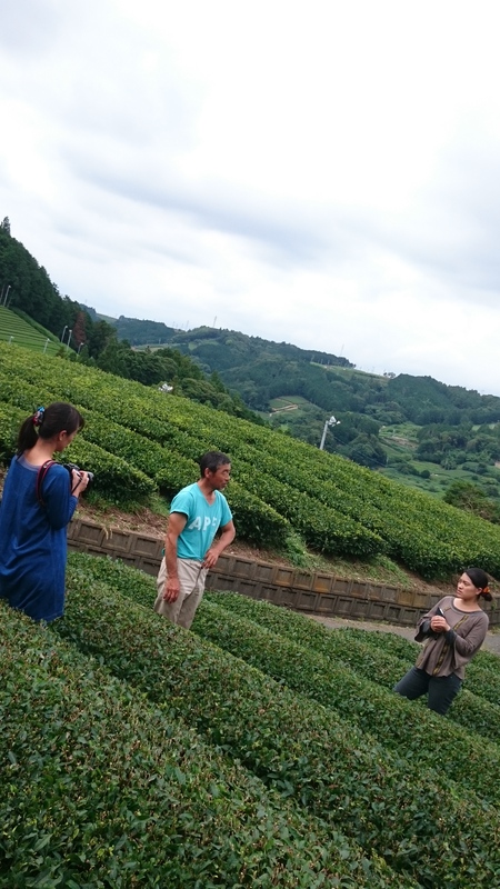 紅茶にするお茶を刈りました。 紅茶にするお茶を刈りました。