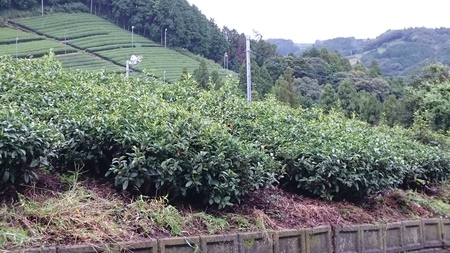 雨の中草取りをしました。 雨の中草取りをしました。