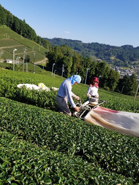 今日からお茶刈りを始めました。 今日からお茶刈りを始めました。