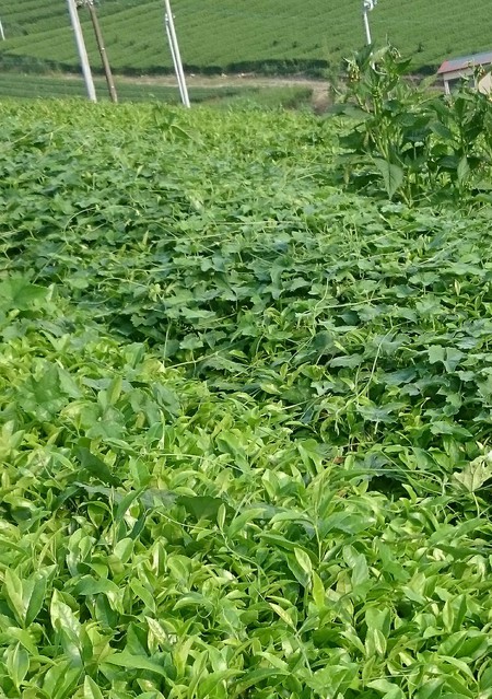 少し草取りをしました。 少し草取りをしました。