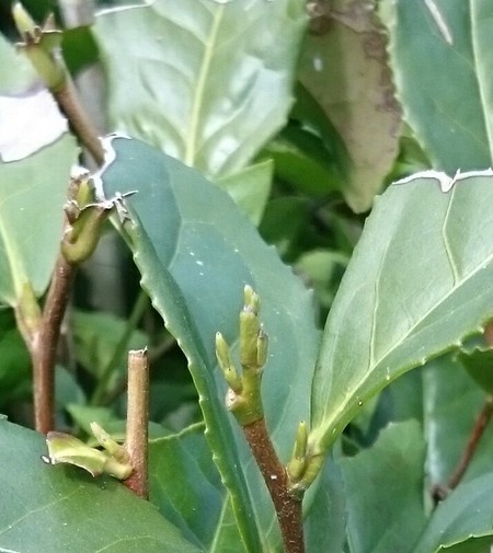 新芽が少しずつ伸びはじめてきました。 新芽が少しずつ伸びはじめてきました。