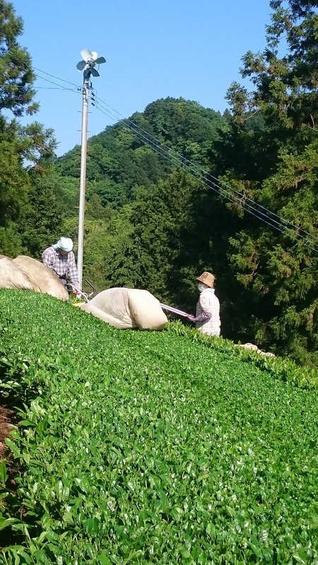 まるごと茶用のお茶を収穫しました。 まるごと茶用のお茶を収穫しました。