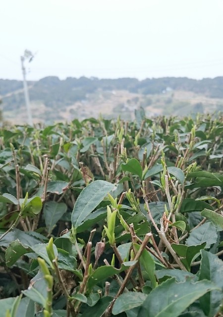 お茶の芽 お茶の芽