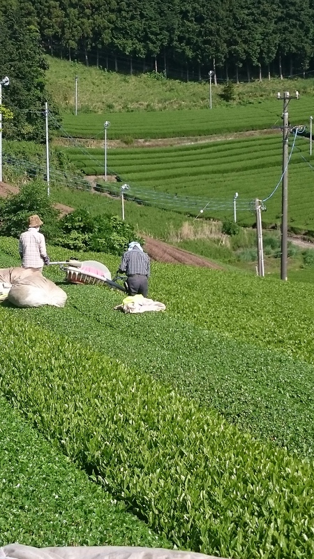 特選用のお茶と彩香のお茶を収穫しました。 特選用のお茶と彩香のお茶を収穫しました。