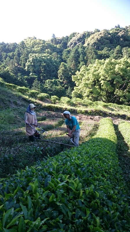 大代(おおじろ)にある畑で草刈りや台切りをしました。 大代(おおじろ)にある畑で草刈りや台切りをしました。
