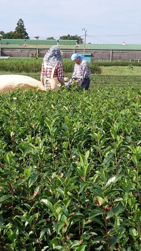 秋番茶の収穫をしました。 秋番茶の収穫をしました。