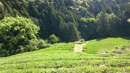 実生のお茶刈りと仕上げ加工をしました。 実生のお茶刈りと仕上げ加工をしました。