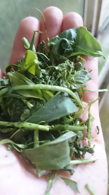 やぶきた用のお茶刈りをしました。 やぶきた用のお茶刈りをしました。