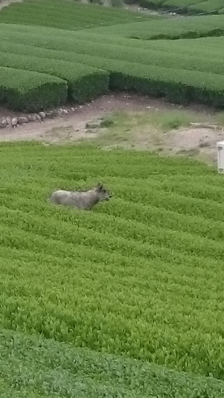 本日もお茶刈りしました。 本日もお茶刈りしました。