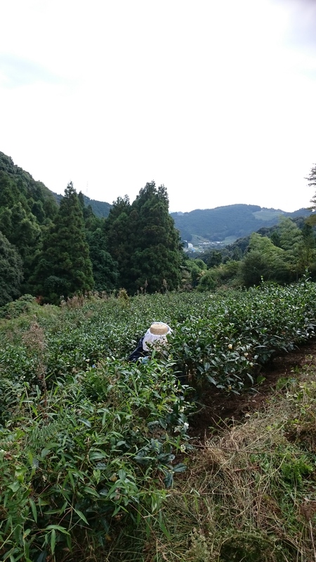 ボランティアさんと草取りしました。 ボランティアさんと草取りしました。