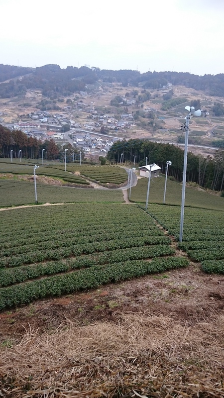 ワラビの出る山の草刈りをしました。 ワラビの出る山の草刈りをしました。